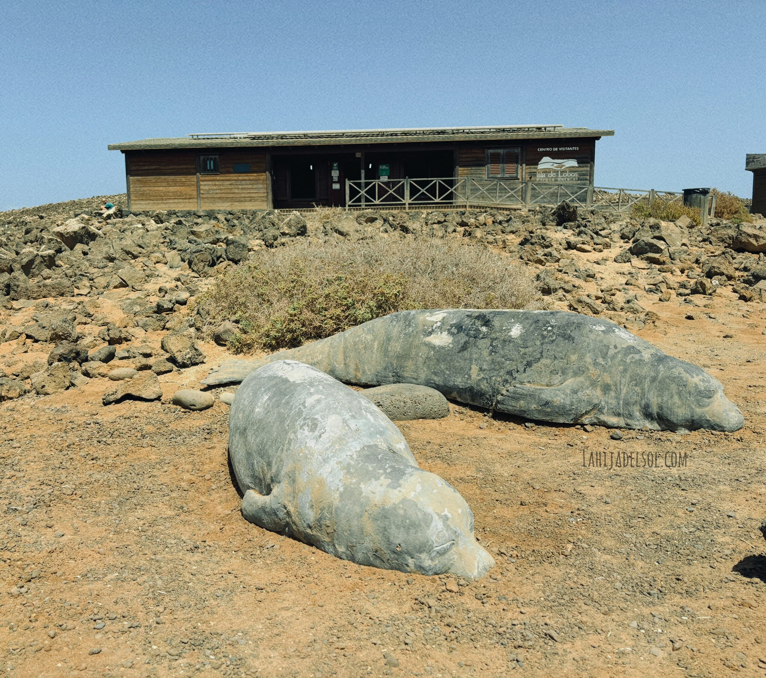Monk seal statues